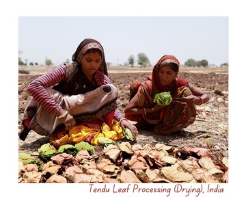 Tendu Leaf Processing (Drying), India