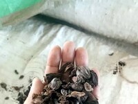 A New Era for Himalayan Large Cardamom